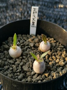 恵比寿大黒 3本セット 鉢ごと発送 実生 パキポディウム デンシカウレ　Pachypodium Densicaule