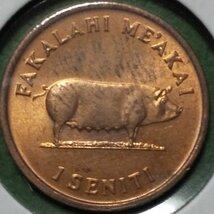 (C-534) トンガ　1センチ銅貨　19715年 ブタ_画像1