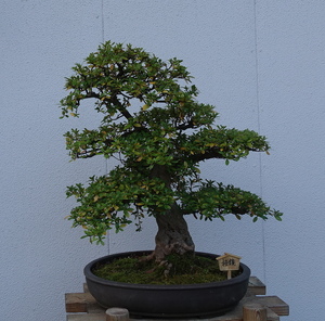 皐月盆栽　　　桜　　鏡　　　樹高５０ｃｍ