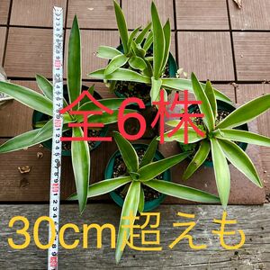 SALE アガベ　ベネズエラ錦　斑入り　6株セット　30cm 鉢のまま発送　4鉢