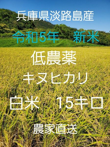 【令和5年新米】兵庫県淡路島産キヌヒカリ15キロ(低農薬白米)農家直送
