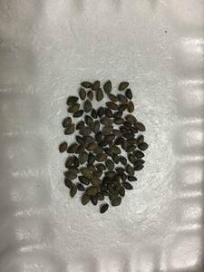 * Awaji Island Japanese black pin seeds 2023 year 10 month . taking 200 piece water selection another settled 