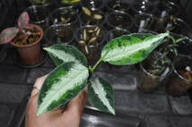 ★BEGO-SELECT★アグラオネマ　キャッスル★Aglaonema Pictum　”Castle”　PDN-C from Padan 【AZ1012-10b】★_画像4