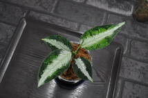 ★BEGO-SELECT★アグラオネマ　キャッスル★Aglaonema Pictum　”Castle”　PDN-C from Padan 【AZ1012-10b】★_画像8