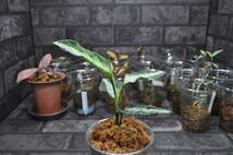 ★BEGO-SELECT★アグラオネマ　キャッスル★Aglaonema Pictum　”Castle”　PDN-C from Padan 【AZ1012-10b】★_画像9