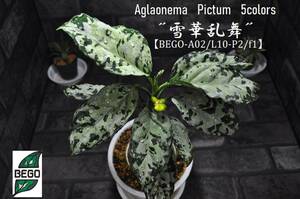 ★BEGO-SELECT★アグラオネマ　オリジナル交配株　”雪華乱舞”★Aglaonema　Pictum　5colors　”雪華乱舞”【BEGO-A02/L10-P2/f1】★