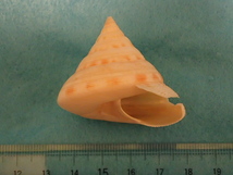 貝の標本・貝殻：ニューカレドニアオキナエビス①（オキナエビスガイ類）_画像5