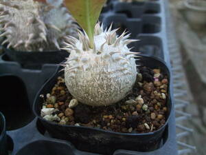 美株 パキポディウム 恵比寿大黒 Pachypodium デンシカウレ 塊根植物