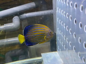 １円～丹後の天然近海 海水魚 飼ってみませんか？ キンチャクダイ　幼魚 １匹 7～8cm程度 餌付け済　死着保障あり