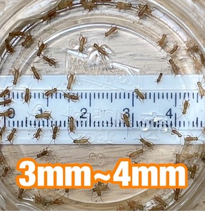 ヨーロッパイエコオロギ　3mm～4mm 100匹＋リピーター様限定増量20％＋死着[保証]10％＆死着[補償]あり　送料無料　①