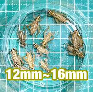 ヨーロッパイエコオロギ　Mサイズ(12mm～16mm) 100匹＋リピーター様限定増量20％＋死着保証10％　送料無料　①