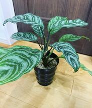 1円スタート！売り切り！　カーティシー似Aglaonema Parrot Jungle アグラオネマパロットジャングル　No.2_画像1