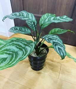 1円スタート！売り切り！　カーティシー似Aglaonema Parrot Jungle アグラオネマパロットジャングル　No.3