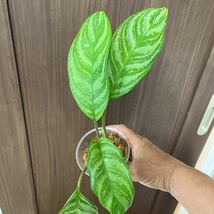 1円スタート！売り切り！　カーティシー似Aglaonema Parrot Jungle アグラオネマパロットジャングル　No.2_画像3