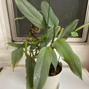 1円スタート！売り切り！フィロデンドロン シルバーメタル　Philodendron silvermetal 株分け