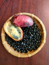 天然のむべの種　10粒　トキワアケビ　貴重　完熟果実の種　ムベ　_画像2