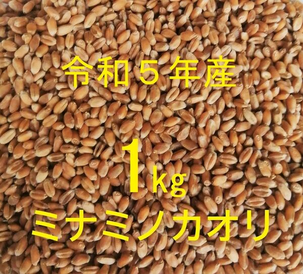 ミナミノカオリ (粒 丸麦 玄麦) 1kg 農薬不使用 常温乾燥 パン用小麦 令和5年産 新麦【送料込み】