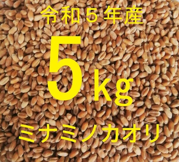 ミナミノカオリ (粒 丸麦 玄麦) ５kg 農薬不使用 常温送風乾燥 パン用小麦 令和5年産 新麦【送料込み】