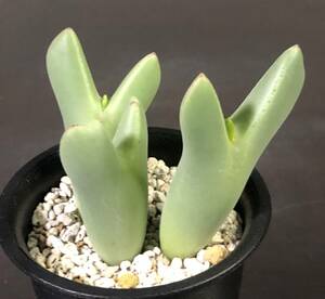 大槍　 cv.”Ohyari”　 コノフィツム 　Conophytum 　多肉植物