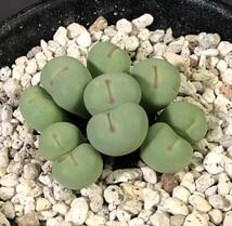 小姓　pageae　　 コノフィツム 　Conophytum 　多肉植物_画像1