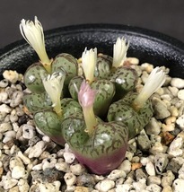 ランベルテンセ・コンスピシウム　lambertense v.conspicium 　 コノフィツム 　Conophytum 　多肉植物_画像2