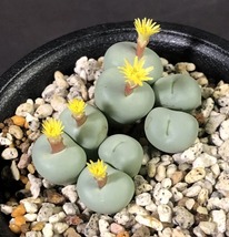 スブリスム　subrisum　　 コノフィツム 　Conophytum 　多肉植物_画像1