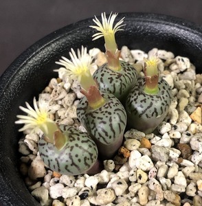 ウィッテベルゲンセ(クレイン・スプリーフォンテイン)　Wittebergense MG1472.5 Klein Spreeufontein　コノフィツム 　Conophytum 多肉　