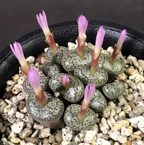 スタイネリ　obcordellum ”stayneri”　　 コノフィツム 　Conophytum 　多肉植物