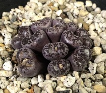 ネオハリー(ツウィーフォンテイン)　neohallii Tweefontein　　 コノフィツム 　Conophytum 　多肉植物_画像2