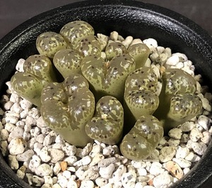 テリカラー(N10コンコルディア)　terricolor N10Km concordia　　 コノフィツム 　Conophytum 　多肉植物