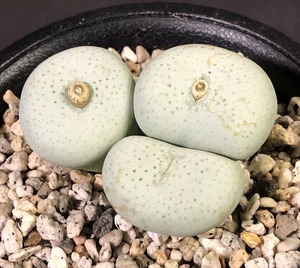 マキシマム　LAV1208 maximum Lorelei　　 コノフィツム 　Conophytum 　多肉植物