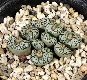 藤原阿嬌　黒線小蔦　ursprungianum cv.　　 コノフィツム 　Conophytum 　多肉植物