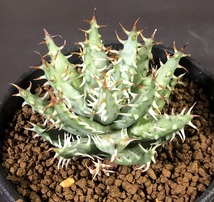 エリナケア　Aloe erinacea　　アロエ　多肉植物_画像2