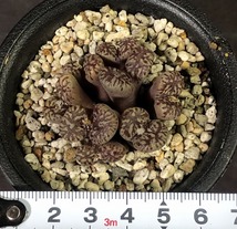 ネオハリー(ウインドホエック)　neohallii windhoek form springbok　　 コノフィツム 　Conophytum 　多肉植物_画像4