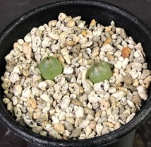 ハンメリ　hammeri　　 コノフィツム 　Conophytum 　多肉植物_画像1