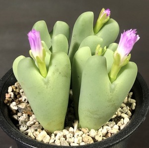 信濃深山桜　cv.”Sinanomiyamazakura”　　 コノフィツム 　Conophytum 　多肉植物