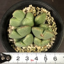 エルニアナム　Rooiberg form taylorianum ssp.ernianum SH900　　 コノフィツム 　Conophytum 　多肉植物_画像4