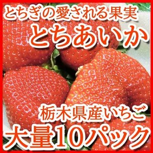 【Good】大量5箱！たっぷり10パック入り！新品種 栃木県産オリジナル いちご『とちあいか』ご予約