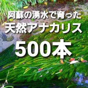 500本以上 阿蘇の湧水で育った水草 天然アナカリス