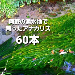 60本以上 阿蘇の湧水で育った水草 天然アナカリス