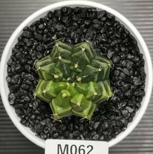 M062 同梱可 ギムノカリキウム Gymnocalycium T-REX 実生 多肉植物 サボテン