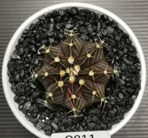 C811 同梱可 ギムノカリキウム Gymnocalycium LBHB ハイブリッド 実生 多肉植物 サボテン