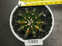 C803 同梱可 ギムノカリキウム Gymnocalycium 実生 多肉植物 サボテン_画像6