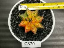 C870 同梱可 ギムノカリキウム Gymnocalycium LBHB ハイブリッド 実生 多肉植物 サボテン_画像2