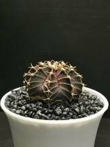 C811 同梱可 ギムノカリキウム Gymnocalycium LBHB ハイブリッド 実生 多肉植物 サボテン_画像4