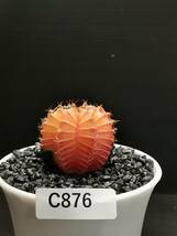 C876 同梱可 ギムノカリキウム Gymnocalycium LBHB ハイブリッド 実生 多肉植物 サボテン_画像3