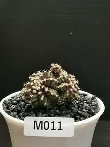 M011 同梱可 ギムノカリキウム Gymnocalycium T-REX 実生 多肉植物 サボテン