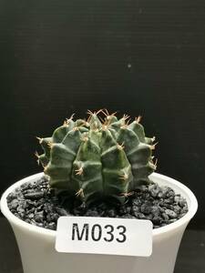 M033 同梱可 ギムノカリキウム Gymnocalycium T-REX 実生 多肉植物 サボテン