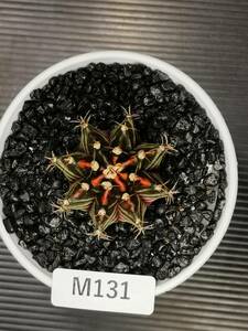 M131 同梱可 ギムノカリキウム Gymnocalycium LBHB ハイブリッド 実生 多肉植物 サボテン