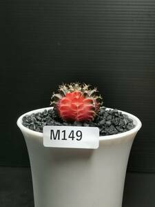 M149 同梱可 ギムノカリキウム Gymnocalycium LBHB ハイブリッド 実生 多肉植物 サボテン